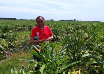 Hay que ponerle corazón para producir corazones más grandes: El agrónomo Gonzalo Villena se especializó en el alcaucil y nos revela sus secretos