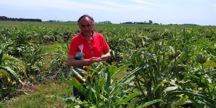 Hay que ponerle corazón para producir corazones más grandes: El agrónomo Gonzalo Villena se especializó en el alcaucil y nos revela sus secretos