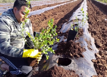 Una investigación identificó decenas de hongos en las raíces de los arándanos y ahora se planea ver la posibilidad de inocular el cultivo con uno de ellos