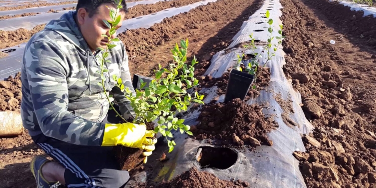 Una investigación identificó decenas de hongos en las raíces de los arándanos y ahora se planea ver la posibilidad de inocular el cultivo con uno de ellos