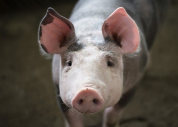 Tres meses después de la aparición de casos de Peste Porcina Africana en el continente, el Senasa declaró el “alerta”