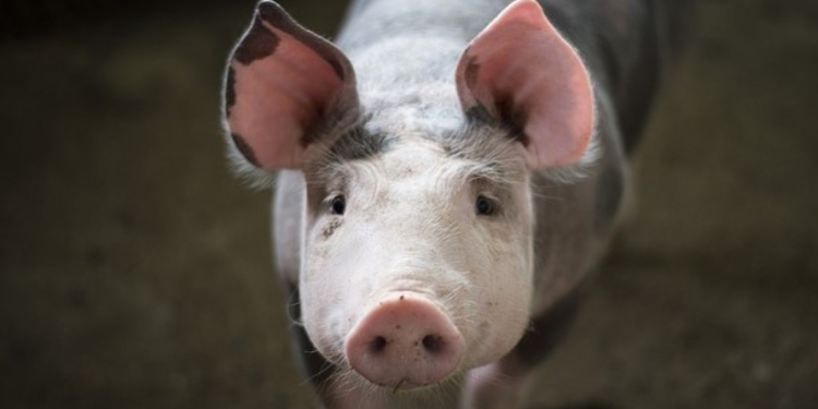 Tres meses después de la aparición de casos de Peste Porcina Africana en el continente, el Senasa declaró el “alerta”