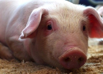 ¡Qué poco que duró la soberanía porcina! Después de un año de gloria, la Argentina volvió a importar más carne de cerdo de la que exporta