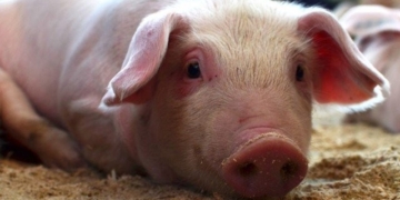 ¡Qué poco que duró la soberanía porcina! Después de un año de gloria, la Argentina volvió a importar más carne de cerdo de la que exporta