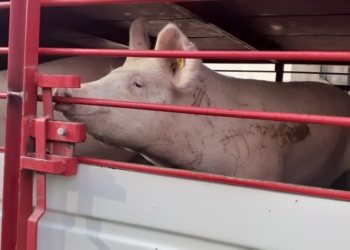 Porcinos deportados: Senasa dice haber detectado a tiempo tres cerdos importados con rastros de una enfermedad exótica