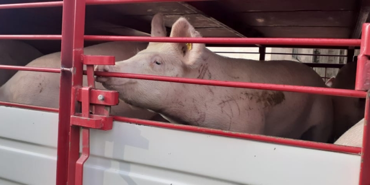 Porcinos deportados: Senasa dice haber detectado a tiempo tres cerdos importados con rastros de una enfermedad exótica
