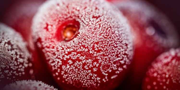 Una actividad congelada: La producción local de cerezas permanece estancada, mientras en Chile vuela por la fuerte demanda desde China