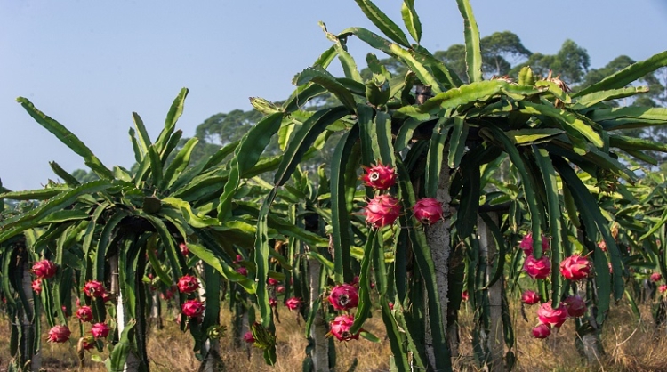 Pensando en producir cada vez con menos agua, van ganando terreno frutas provenientes de los cactus como la pitaya