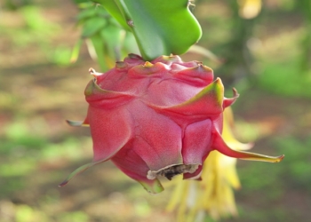 Pensando en producir cada vez con menos agua, van ganando terreno frutas provenientes de los cactus como la pitaya