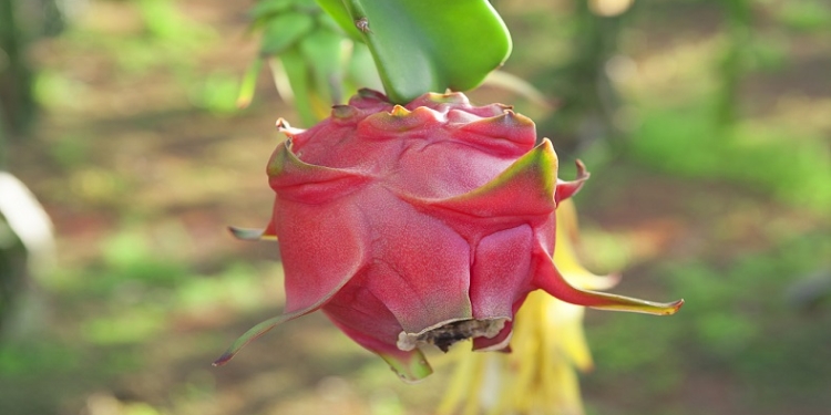 Pensando en producir cada vez con menos agua, van ganando terreno frutas provenientes de los cactus como la pitaya