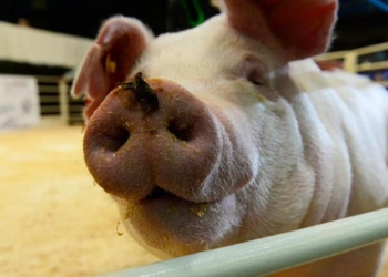 Chancho limpio nunca enferma: Obligan a cocinar los residuos utilizados para la alimentación de los cerdos