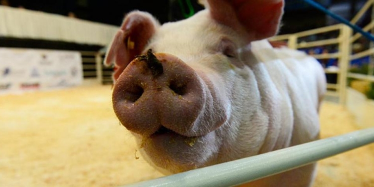 Chancho limpio nunca enferma: Obligan a cocinar los residuos utilizados para la alimentación de los cerdos