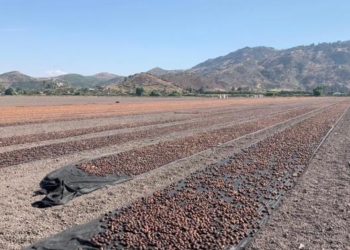 Elogio de la ciruela industria: Mendoza la produce y exporta por 25 millones de dólares cada año