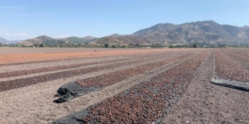Elogio de la ciruela industria: Mendoza la produce y exporta por 25 millones de dólares cada año