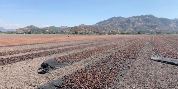 Elogio de la ciruela industria: Mendoza la produce y exporta por 25 millones de dólares cada año