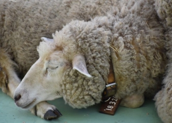 ¡A contar ovejas! Con la hormona del sueño, investigadores cordobeses logran aumentar los índices de preñez en ovinos y caprinos