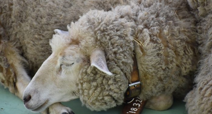 ¡A contar ovejas! Con la hormona del sueño, investigadores cordobeses logran aumentar los índices de preñez en ovinos y caprinos