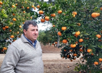Otra vez sopa: Fernando Borgo confirma que mucha naranja y mandarina no se cosechará por los bajos precios y la falta de mano de obra