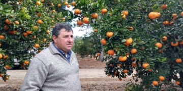 Otra vez sopa: Fernando Borgo confirma que mucha naranja y mandarina no se cosechará por los bajos precios y la falta de mano de obra