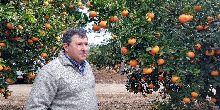 Otra vez sopa: Fernando Borgo confirma que mucha naranja y mandarina no se cosechará por los bajos precios y la falta de mano de obra