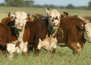 Que la tortilla se vuelva: Parece que no hay cepo que pueda con la mejora de los precios del ganado para exportación