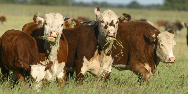 Que la tortilla se vuelva: Parece que no hay cepo que pueda con la mejora de los precios del ganado para exportación