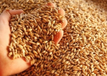 Mario Cattaneo celebra un gran año pasa la cebada: Habrá una abultada cosecha, con buen precio y calidad