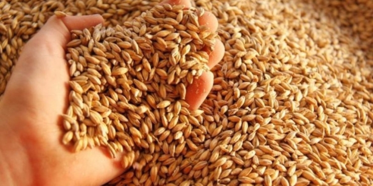 Mario Cattaneo celebra un gran año pasa la cebada: Habrá una abultada cosecha, con buen precio y calidad