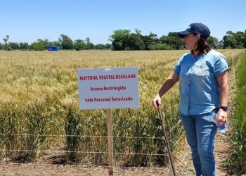 Éramos pocos y apareció la justicia: Obligan a Bioceres y al gobierno a mostrar todas sus cartas en torno al polémico trigo HB4