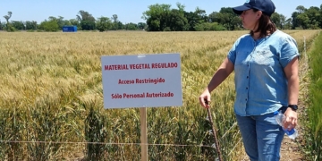 Éramos pocos y apareció la justicia: Obligan a Bioceres y al gobierno a mostrar todas sus cartas en torno al polémico trigo HB4
