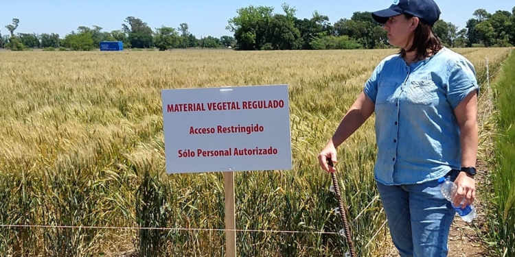 Éramos pocos y apareció la justicia: Obligan a Bioceres y al gobierno a mostrar todas sus cartas en torno al polémico trigo HB4