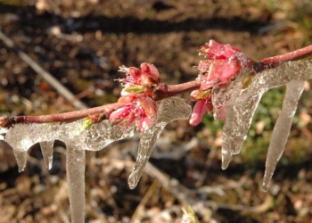 La mala pata del Alto Valle: La helada tardía del 6 de octubre dejará tecleando a un millar de chacras