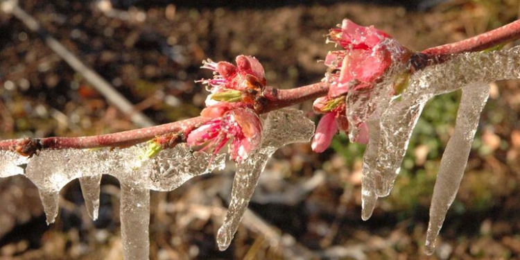 La mala pata del Alto Valle: La helada tardía del 6 de octubre dejará tecleando a un millar de chacras