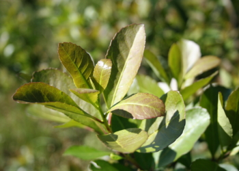 Guerra abierta entre los yerbateros: El INYM avisa que llegará hasta la Corte Suprema para defender los límites a las nuevas plantaciones