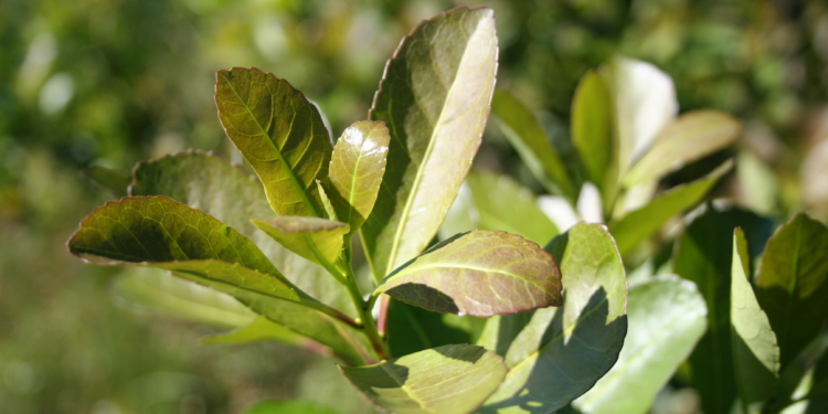 Guerra abierta entre los yerbateros: El INYM avisa que llegará hasta la Corte Suprema para defender los límites a las nuevas plantaciones