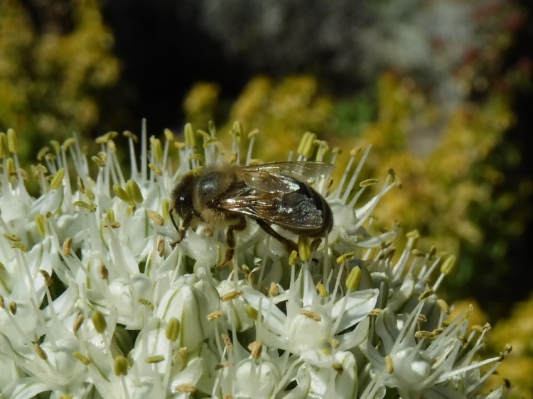 En El Bolsón también suceden cosas dulces: Dos apasionados apicultores aseguran que comprender a las abejas es “un estado de conciencia”