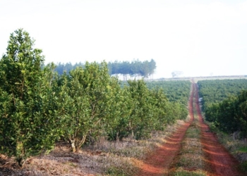 Tomá mate: Un fallo judicial frena una híper regulación en la única actividad agropecuaria regulada que tiene la Argentina