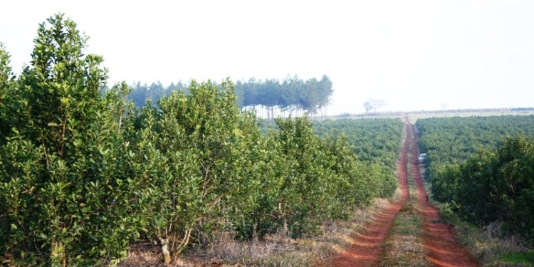 Tomá mate: Un fallo judicial frena una híper regulación en la única actividad agropecuaria regulada que tiene la Argentina