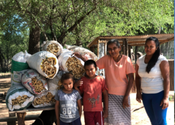Los pobladores del Parque Nacional El Impenetrable han logrado comenzar a vender las vainas de algarroba que cosechan en el monte