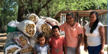Los pobladores del Parque Nacional El Impenetrable han logrado comenzar a vender las vainas de algarroba que cosechan en el monte