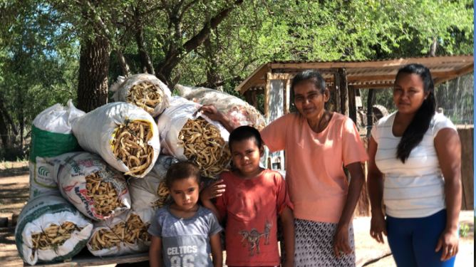 Los pobladores del Parque Nacional El Impenetrable han logrado comenzar a vender las vainas de algarroba que cosechan en el monte