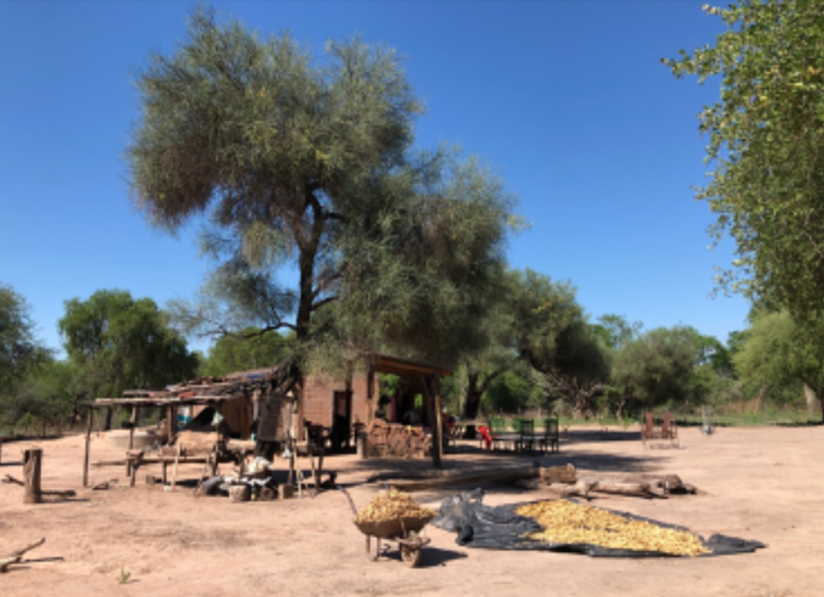 Los pobladores del Parque Nacional El Impenetrable han logrado comenzar a vender las vainas de algarroba que cosechan en el monte