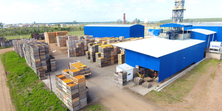 Jucofer: Cumplió cinco años la cooperativa que le saca el jugo a los cítricos y ayuda a que los productores no sean exprimidos