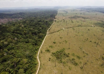 Y llegó el día: La Argentina deberá comenzar a certificar los alimentos que exporta a Europa como “libres de deforestación”