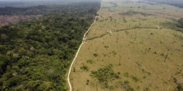 Y llegó el día: La Argentina deberá comenzar a certificar los alimentos que exporta a Europa como “libres de deforestación”