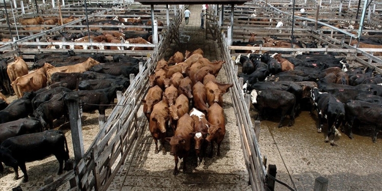 La suba de los precios ganaderos no esperó hasta “después de las elecciones” y ya le mete presión a las carnicerías