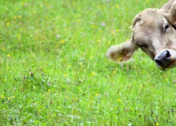 COP26: El mismo día que el gobierno prometió reducir 30% las emisiones de metano, la cadena ganadera le mostró el camino para lograrlo