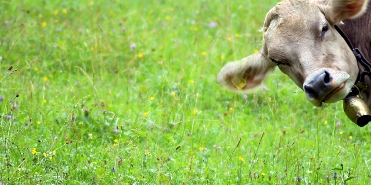COP26: El mismo día que el gobierno prometió reducir 30% las emisiones de metano, la cadena ganadera le mostró el camino para lograrlo