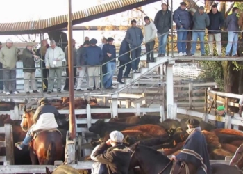 El freno a la carne duró solo hasta las elecciones: Explotaron los valores de la hacienda y esta semana subiría de 10% a 15% el precio al consumidor