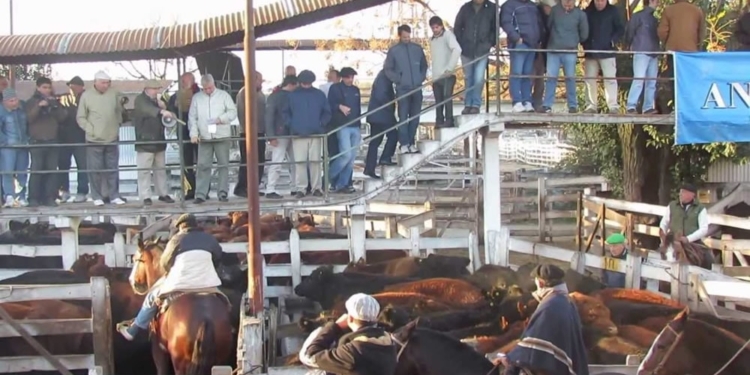 El freno a la carne duró solo hasta las elecciones: Explotaron los valores de la hacienda y esta semana subiría de 10% a 15% el precio al consumidor